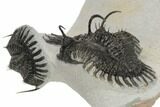 Double Spiny Walliserops Trilobite Specimen - Timrzit, Morocco #189994-5